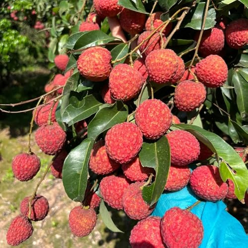 Semillas de lichi - frutal columnar Lichi chinensis - resistentes para el jardín semillas de frutas de balcón 40pcs