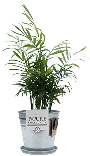Indoor Palm Plant (Chamadorea) With Pot, Real Houseplant for Office, Home & Bedroom, Air-Purifying Decor for Kitchen & Living Room