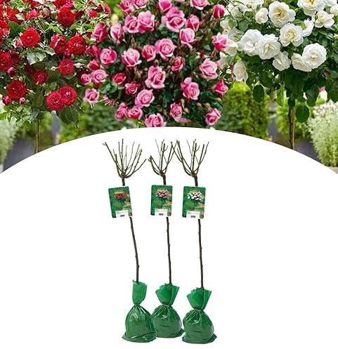 NatureNest, Stammrose Misch, Rosa, Rot, Weiß, Rosa, 3 Stück, 120-140 cm, Gartenpflanzen, Blumenbeet