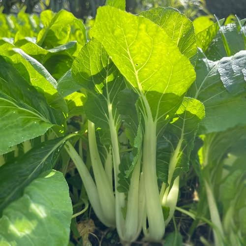 semi di pak choi - biologico copertura del terreno in vaso giardino, 60pcs