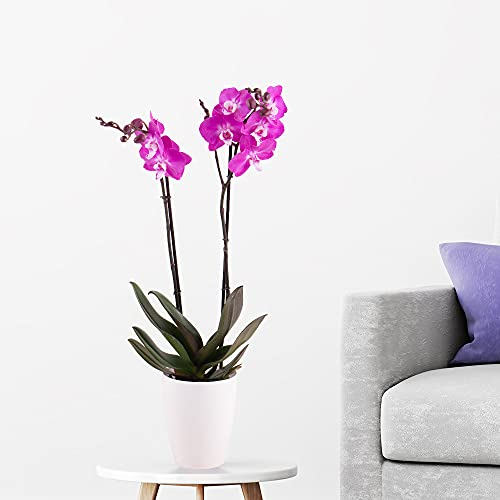Lila Orchidee, Topfgröße 12 cm, blühende Zimmerpflanze, Phalaenopsis mit zwei Rispen, Höhe circa 70 cm, Orchideenversand, echte Orchidee