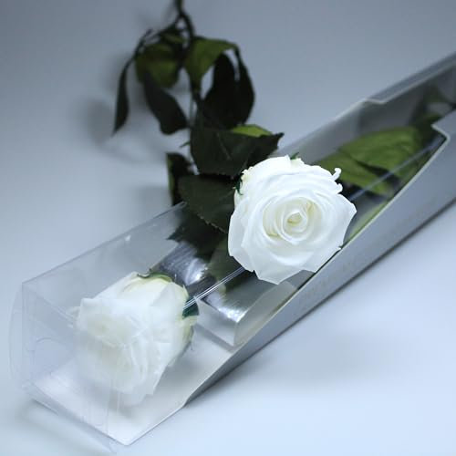 Rosa eterna conservata di colore bianco con gambo 55 cm, donna, mamma, fidanzata, nonna, fiori infiniti per compleanni, San Valentino, festa della mamma, rose conservate dell'Ecuador Premium