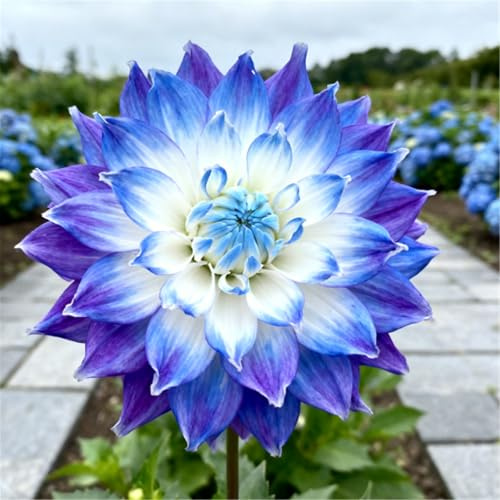 ¡Decoración de jardín! Dalias - Florecen en primavera, verano y otoño - Crean un mar de flores-4 PCS-D