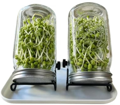 Groddglas-set för frön, 2 stycken – hydroponisk frögrobarhetsset | hälso–groddar odlingsglas, halskvartglas, stegodlingsset | groddar i mas0n-stil av glas med ventilation