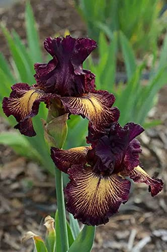 Bulbi iris,Bouquet di fiori carini che ondeggiano al vento/piante grasse particolari/Misterioso profumo floreale-2,4bulbis