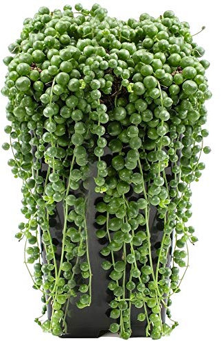 Senecio Rowleyanus String of Pearls Succulent for Home Office (20-30cm in Pot)