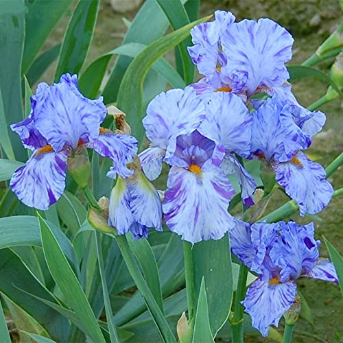 Naturales Bulbos, Iris Reticulata, Iris Bulbos, Cultivos De Colores Brillantes, Germanica Bulbos, PlantacióN Principiante Resistente Al FríO, 6bulbos-G