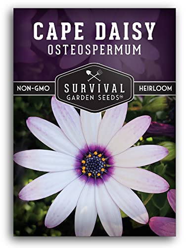 Cape Daisy Seeds for Planting - Osteospermum Ecklonis - White Petals with Purple Eyes, Long Blooming Annual to Tender Perennial Flower Variety - Survival Garden Seeds (1 Pack)