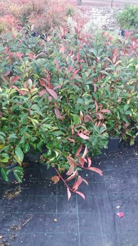 N.25 Plantas Photinia Red Robin Jarrón 18 CM Altura 50 CM Rojo (Foto Real)