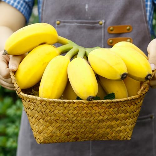 semi di banana semi resistenti colonnari decorativi balcone 90pcs