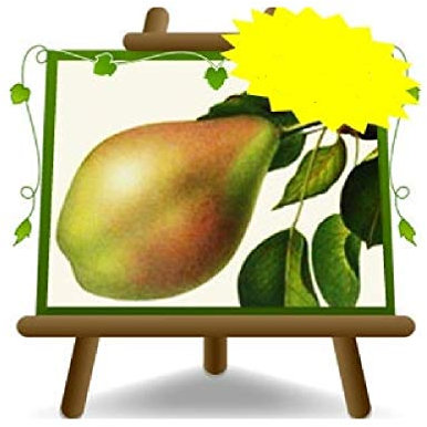 poirier poires Spadona plante fruitière vieux sur un pot de 26 max 170 cm - 2 ans