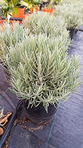 Lavandula angustifolia 'Munstead' / Lavande Vraie 'Munstead' / Conteneur de 2 à 2.9 litres