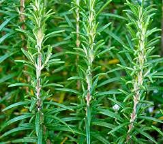 Genipap 10 Rosmarinsamen