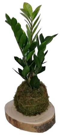 Kokedama Zamioculcas Zamiifolia | DECOALIVE | Maceta Musgo Natural |Zamioculca