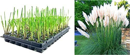 Dwarf Pampas Grass | 10 Live Plants | Cortaderia Selloana Pumila | Compact Low Maintenance Drought Tolerant Ornamental Grass