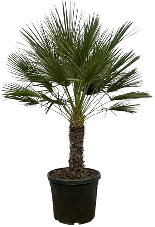 Trendyplants - Chamaerops Humilis einstämmig - Zwergpalme - Gartenpflanze - Höhe 170-190 cm - Topfgröße Ø45cm