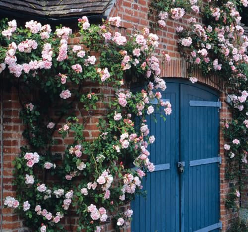 Albertine Climbing Rose Plant, Light Pink, Fragrant, 3/4 Litre Pot