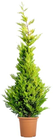 KENTIS - Cupressocyparis Leylandii Gold Rider - Cyprès de Leyland - Plante d'extérieur persistante - Haie de jardin - H 200/220 cm Pot Ø 30 cm