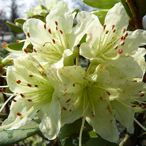 Rhododendron 'Shamrock' 20-30 cm en conteneur