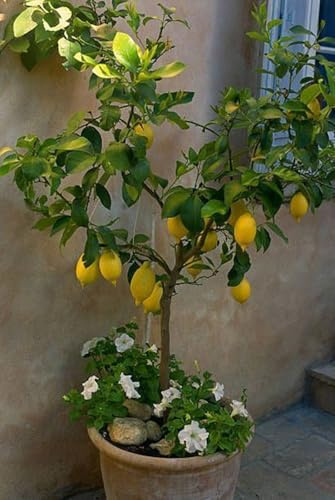 Limonero Ornamental Vivo- sin necesidad de mantenimiento,Ecologización-2 BULBOS
