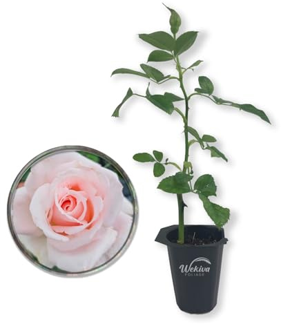 Brides Dream Rose Bush - Live Starter Plant in a 2 Inch Pot - Beautifully Fragrant Hybrid Tea Rose from Florida - A Versatile Beauty with a Rich Fragrance