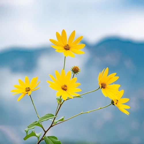 8 pcs topinambur saatknollen zum pflanzen Zwiebeln, topinambur - knollen, topfpflanzen echt zwiebeln topinambur kaufen - Helianthus tuberosus - seltene pflanzen, kräutergarten geschenk