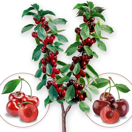 Arbre fruitier - Duo de cerise - Burlat/Bigarreau - Convient pour balcon, terrasse et petits jardins - Convient en pots et dans le jardin