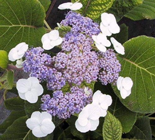 Samthortensie Macrophylla - Fellhortensie - Hydrangea aspera Macrophylla