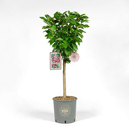 Vannucci Piante - Ciliegio Nano in vaso, Pianta da terrazzo, Prunus avium, Albero da frutto nano