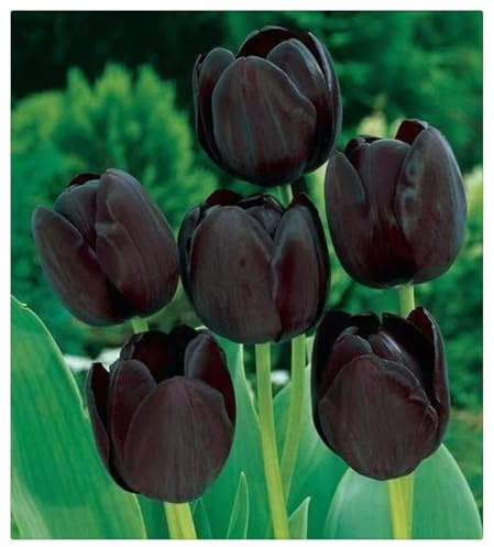 Tulipano Bulbi Intatti, Sani, Robusti, Bulbi di Tulipani,Turgidi, Compatti, Tulipani bulboso,Vigorosi-4 bulbi-I
