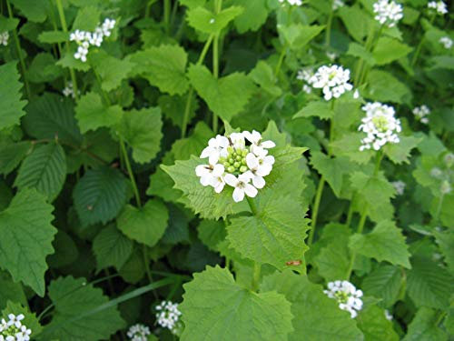 Approx 50 Seeds of Hedge Garlic Wild Flower 1m