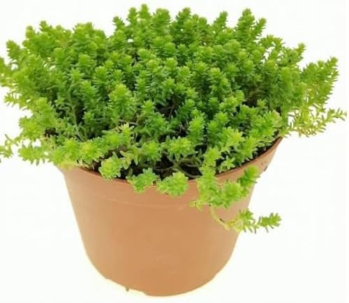 Pianta grassa succulenta da Esterno Interno con Vaso (BORRACINA RUPESTRE -)