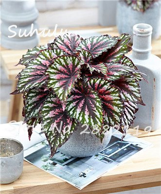 Graines de bégonia bonsaï, graines de fleurs de coléus pour balcon de cour, bonsaï d'air pur, plantes charnues résistantes à la chaleur pour le jardin à domicile: PAQUET DE 100 GRAINES