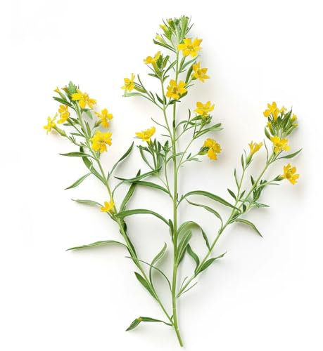 50 Graines d'Estragon Mexicain (Tagettes lucida) - SemiSauvage Permaculture