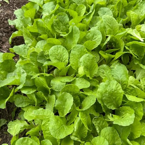 pak choi di balcone resistenti giardino letto interno elevato per balcone inverno semi riverdimento tetti bonsái interni letti 750pcs