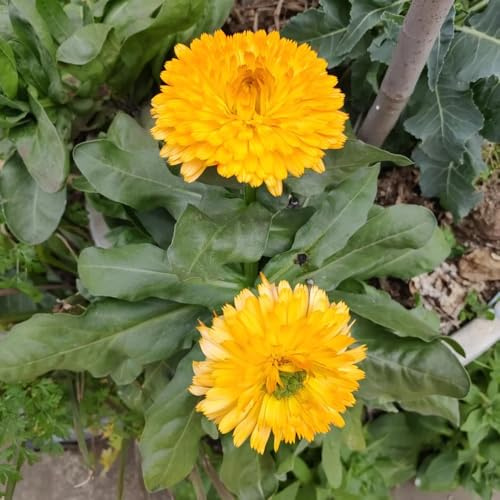 semi di calendula perenne resistente da balcone, decorazione soggiorno calendula rare, selvatici di perenni resistenti, ombra 1200pcs
