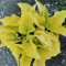Hosta bulbo,hosta planta,Hosta pianta in vaso,Herbáceas perennes,bulbo Di Hosta,Hosta,Rizoma Hosta,Hosta pianta,rizoma de hosta,hosta Rizoma,hosta pianta,embellecer el ambiente.-15bulbos-G