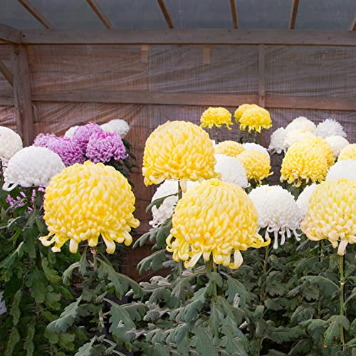 Chrysanthemen Winterhart 250 Mischen Blumensamen Hochbeete FüR Garten Chrysanthemen Samen Bonsai Pflanzensamen Bodendecker Samen Winterhart FrüHlingsblumen
