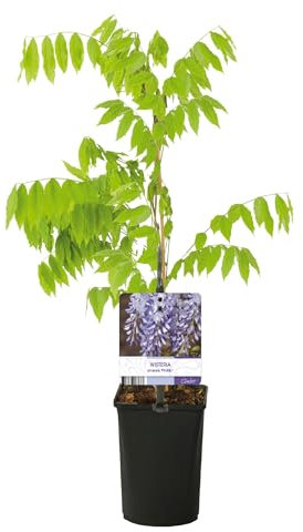 GreenboutiQ - Glycine - Wisteria floribunda Prolific - Fleurs Bleues - 1 plante - Pot 11cm Hauteur 40cm