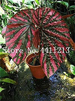 50 Pz Rare Exotic Begonia a Colori, Begonia Indoor fioritura Piante in Vaso per la casa Giardino Balcone Coleus: 20