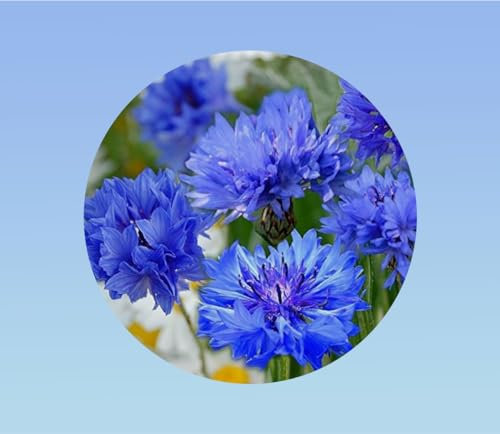 Graines de bleuet - 100 graines - Centaurée bleues - Fleurs bleues à violettes - plante pour balcon et conteneur -Centaurea cyanus