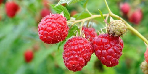 3-Prelude Red Raspberry-THE EARLIEST RASPBERRIES!! Everbearing Bare Root Plant