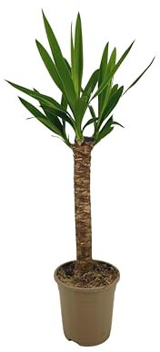 Yucca Elephantipes - 60-80cm - Ø17cm - Plante d'intérieur - Vert persistant