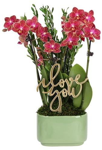 Green Circle Growers 4 Mini Red Orchid – Love You Edition in Sage Ceramic Planter, Live Indoor Orchid Gift