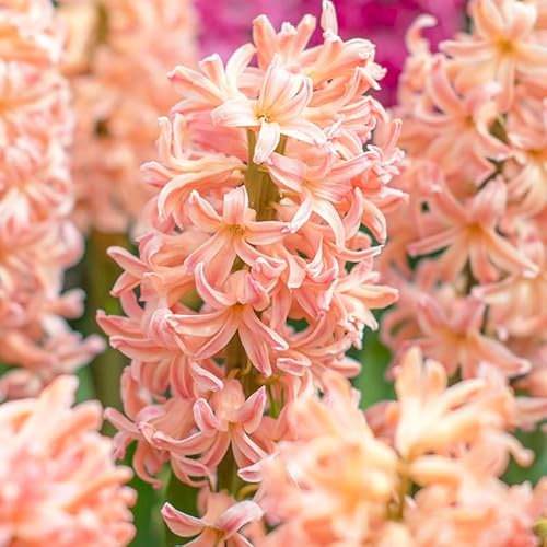 Hyazinthe Gipsy Queen | 5 Stück | Orange | Rosa | Hyazinthenzwiebel | Duftend | Geeignet für Töpfe | Bienenblume
