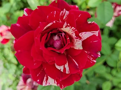Vivaio Garden Forest Rosa Julio Iglesias® Vaso 18 cm
