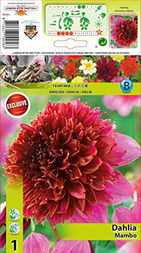 AGRONOM | DAHLIEN - MAMBO | Mehrjährige Blumenzwiebeln | Eine Mixtur Blumen | Werden in Blumengärten, Töpfen angebaut, in blühenden Rasenflächen | 1 Blumenzwiebeln
