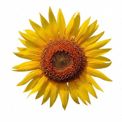 Semi di Girasole Gigante 10g | Semi da Orto e Giardino ad Alta Germinazione | Ideali per Coltivazione in Vaso e Terra | Fiori Ornamentali Giganti Facili da Coltivare