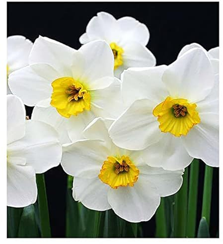 5 Jamestown Narcissus Bulbs - Top Size Daffodil Bulbs