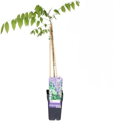 1 pianta di Glicine Wisteria pianta rampicante in vaso da 1.5 litri con canna 150 cm Vivaio di Castelletto